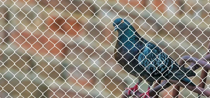 Pigeon Safety Nets in Bangalore